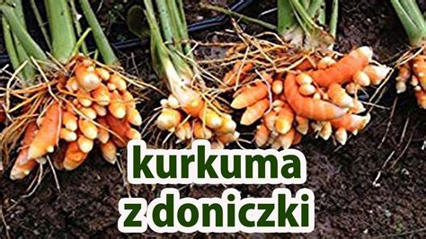 Kurkuma jak posadzić ją w domu na balkonie najprostsza metoda ważne