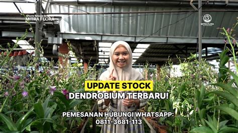 Anggrek Dendrobium Terbaruu Ready Stock Mitra Flora Nusantara