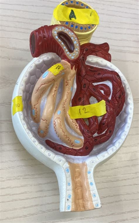 Glomerulus Bowmans Capsule Anatomy Diagram Quizlet