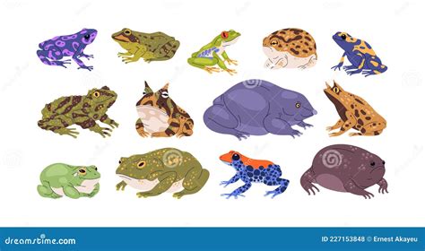 Set Of Frogs And Toads Of Different Species Variety Of Exotic