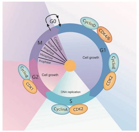 Dead Box Rna Helicases In Cell Cycle Control And Clinical Therapy