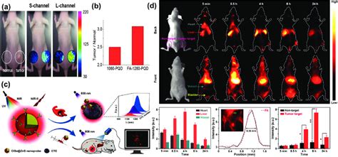 A B Multiplexed In Vivo Nir Ii Imaging Of A Tumor Xenografted Mouse