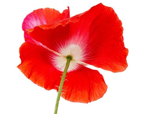 Flor De Amapola Roja Lat Papaver Aislado Sobre Fondo Blanco Foto Premium