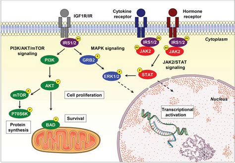 Scielo Brasil Insulin Substrate Receptor Irs Proteins In Normal And Malignant