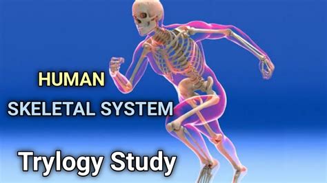 Functions Of The Skeletal System Human Skeletal System Trylogy Study