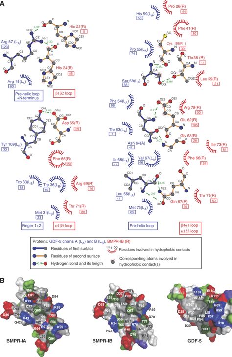 Crystal Structure Analysis Reveals A Springloaded Latch As Molecular