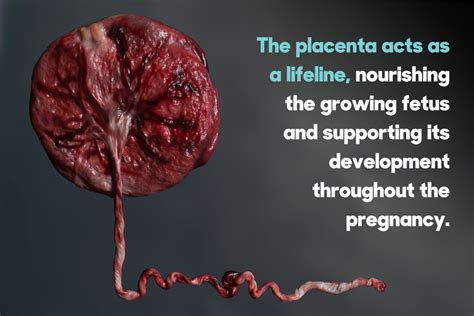 What To Do With Your Placenta After Birth Americord Registry