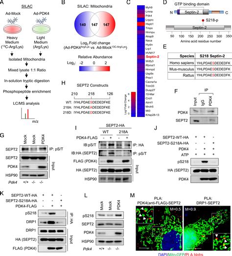 Noncanonical Pdk4 Action Alters Mitochondrial Dynamics To Affect The Cellular Respiratory Status