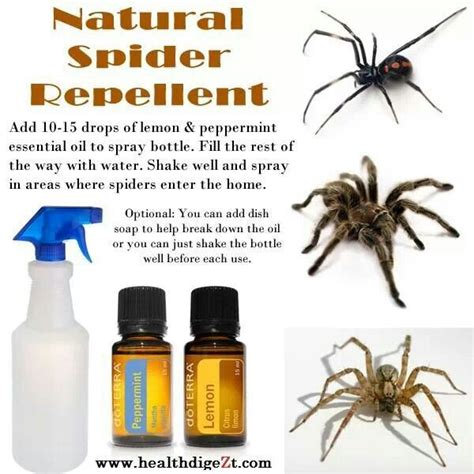 Natural Spider Repellent Using Lemon And Peppermint Essential Oil Because Spiders Always S