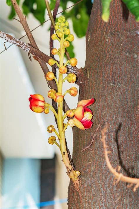 A Beautiful Macro Shot Of A Flower From The Unusual Cannonball Tree