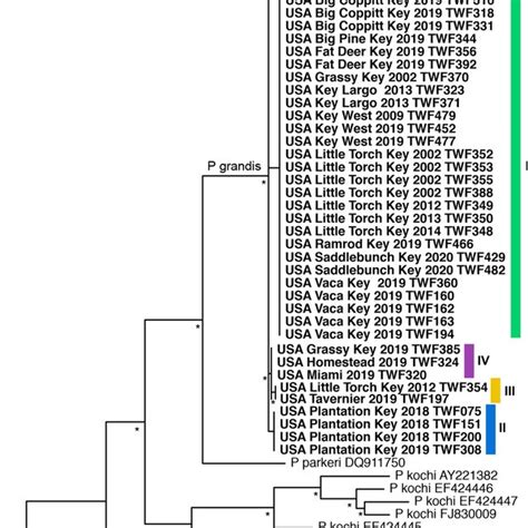 Phelsuma Majority Rule Consensus Tree Cyt B Bp The Year If