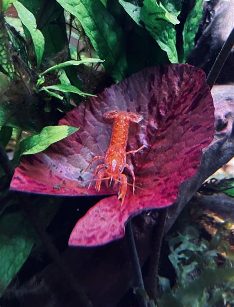 CPO crayfish molting : r/Aquariums