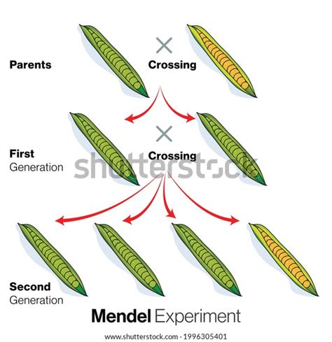 Mendel Garden Pea Plant Experiment Monohybrid Stock Vector Royalty