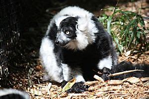 Black-and-white ruffed lemur Facts for Kids