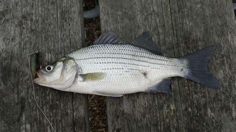 Fishing For White Bass In Lakes