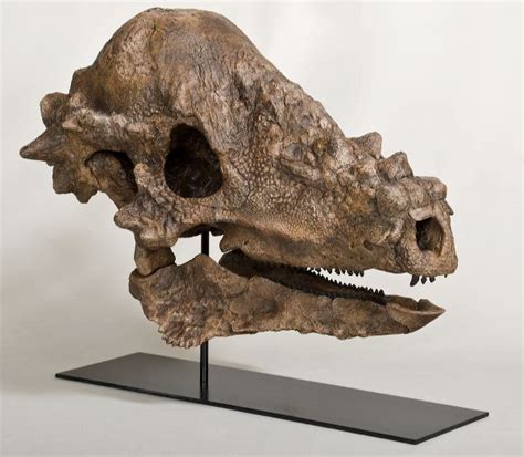 Pachycephalosaurus Wyomingensis Skull Lance Fm Specimen Display