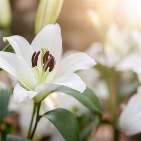 Dime Cuál Es Tú Horóscopo Y Te Diré Cuál Es Tu Flor Ideal Para El 2024