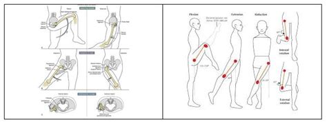 Arthrokinematics And Osteokinematics Sirola Training Systems