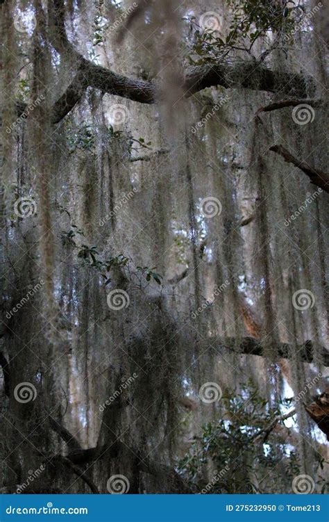 Spanish Moss Hanging From An Oak Tree Stock Photo Image Of Trees