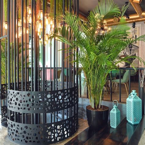 Premium Photo Kentia Palm Howea Forsteriana Plant In Restaurant Interior