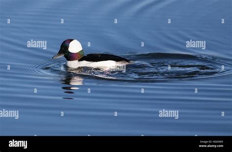 Bufflehead Duck Male Swimming In A Pond Stock Photo Alamy