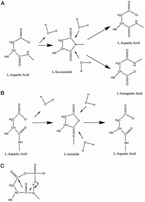 Mechanisms of formation of succinimide and isoimide rings. A, mechanism ...