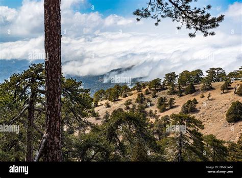 Hiking in the Troodos Mountains, Cyprus Stock Photo - Alamy