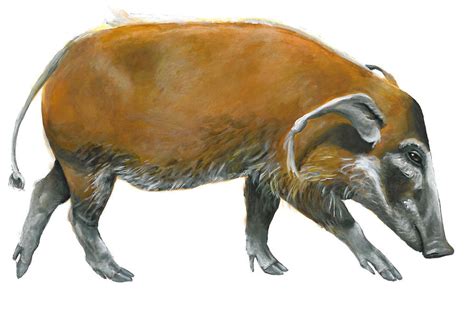 Red River Hog by silvercrossfox on DeviantArt