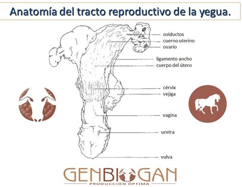 Anatom A Y Fisiolog A Del Aparato Genital De La Yegua