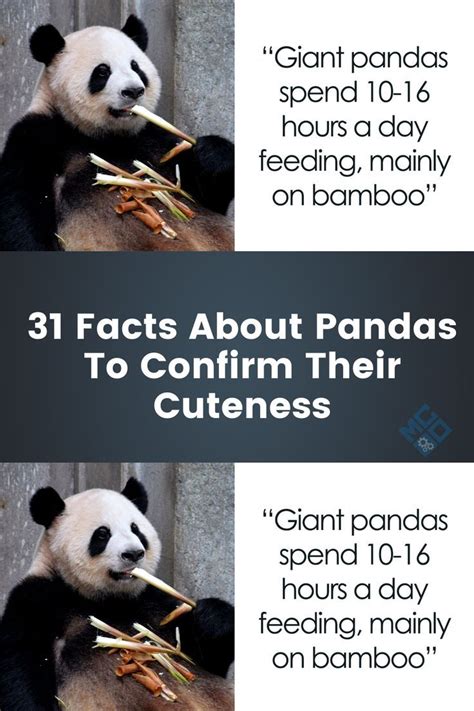 31 Facts About Pandas To Confirm Their Cuteness Artofit