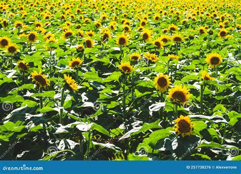 Sunflower Cultivation. Sunflower Blooms in the Field. Oil Import and ...