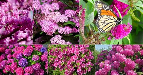 Pink And White Flowering Shrub Identification Best Shrubs With Pink