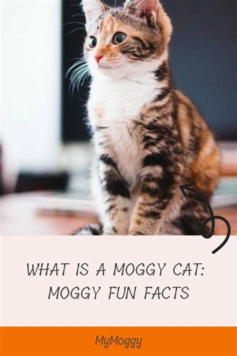What Is A Moggy Cat Moggy Fun Facts Purebred Cats Pedigree Cats