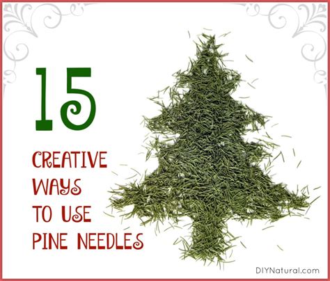 What To Do With Pine Needles At John Tallent Blog