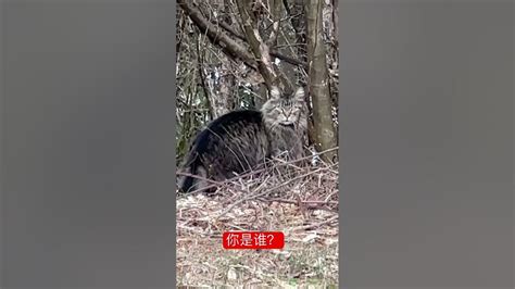 邻居家的猫第一次见到我 Youtube