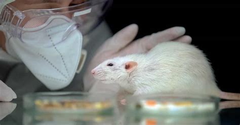 Animal Testing What You Need To Know