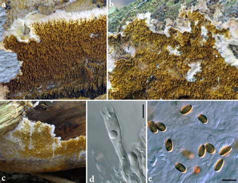 Macromorphology and microscopic structure of Serpula himantioides. a =... | Download Scientific ...