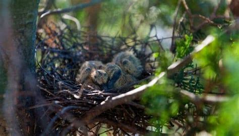 6 Pigeon Nesting Materials That They Will Love – Pigeonpedia