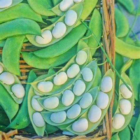 Butter Bean Plant Falonfayrouz