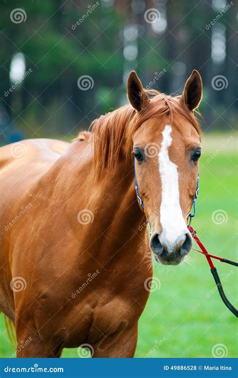 Race Horse Stock Photo Image Of Equipment Head Competitor 49886528