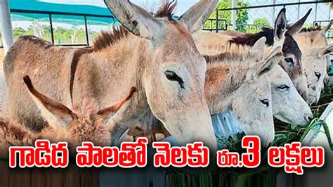 Donkey Farm గాడిద పాలతో నెలకు రూ3 లక్షలు గుజరాత్‌ కుర్రాడి సక్సెస్