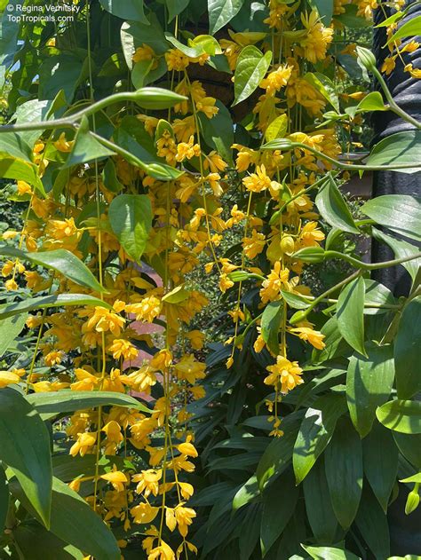 petraeovitex bambusetorum nong nooch vine top tropicals plant