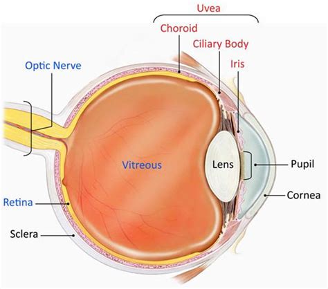 Chorioretinitis Causes Symptoms Diagnosis And Treatment