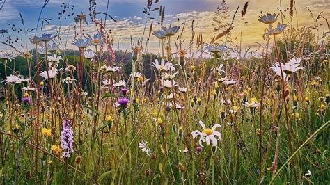 Le Gouvernement Dévoile Sa Stratégie Nationale Biodiversité Attendue De