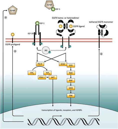 EGFR And IGF 1R Signaling Through Shared Pathways Regulates The