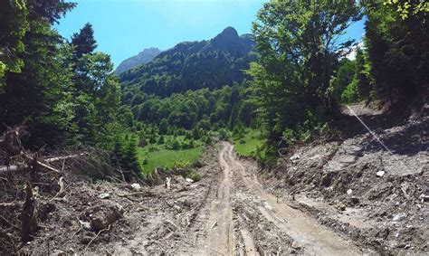 Поранешниот директор на ЈП “Македонски шуми“ од Тетово со кривична ...