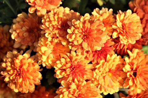 Orange Chrysanthemums 3 Free Stock Photo - Public Domain Pictures