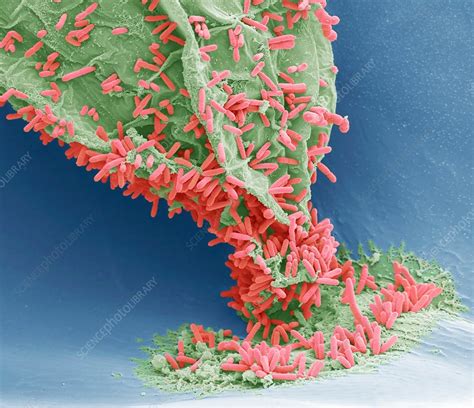 Marine bacteria, SEM - Stock Image - C029/9359 - Science Photo Library