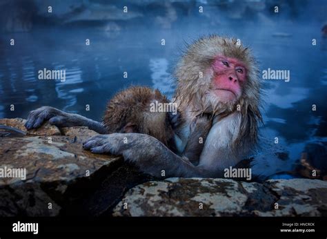 Monkeys In A Natural Onsen Hot Spring Located In Jigokudani Monkey Park Nagono Prefecture