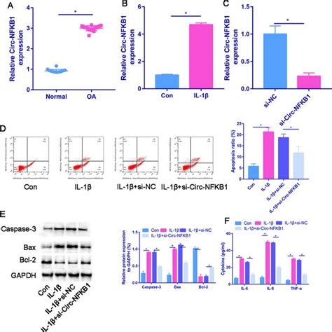 Circ NFKB1 Is Upregulated In OA Cartilage Tissues And Chondrocytes A